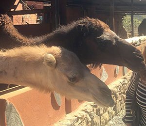 camel safari adventure gran canaria